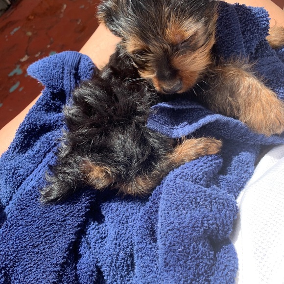 Meet your Posher, Rita - Picture 1 of 1